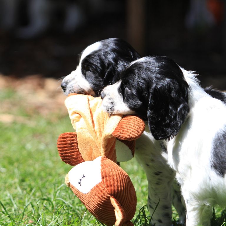 Springer Spaniel vom Höfischen Holz